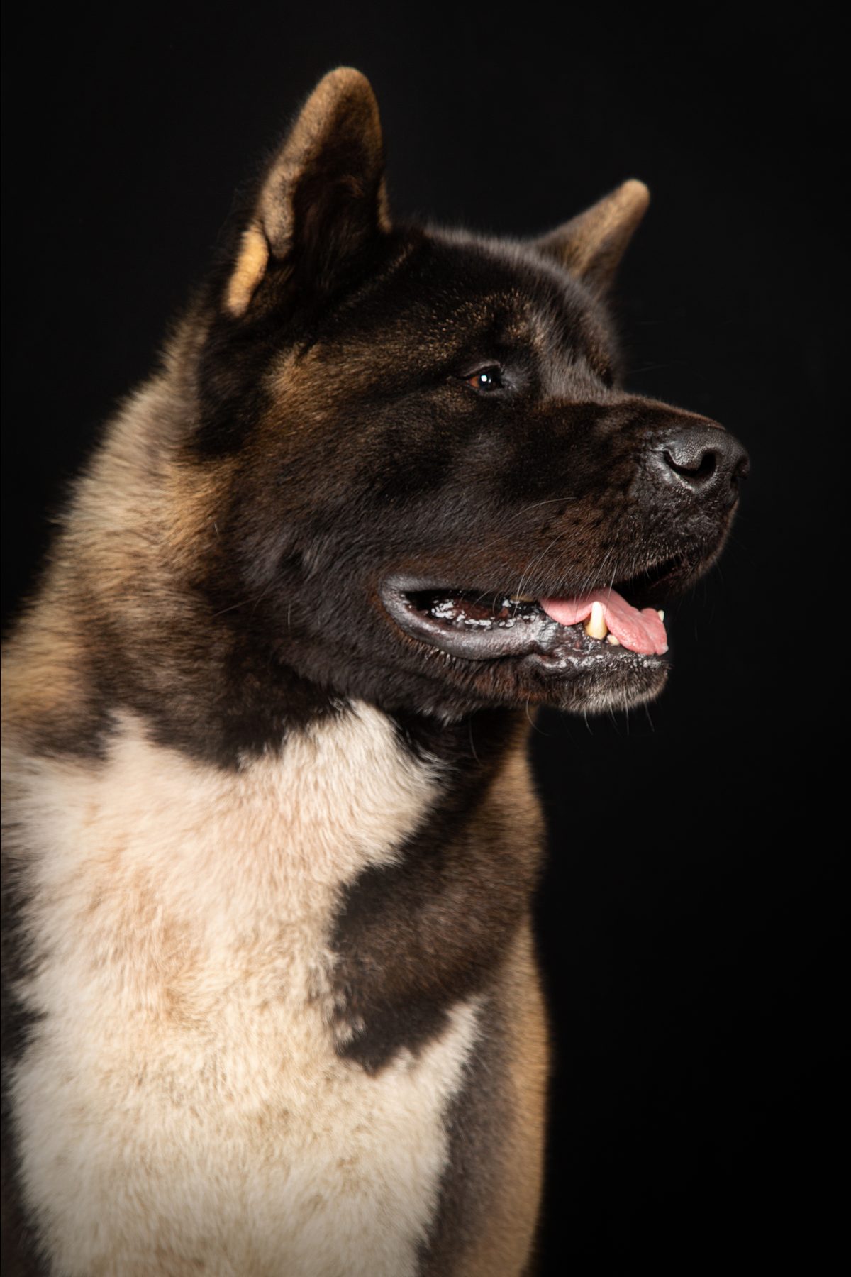 Dreamberry Up to You — studio portrait