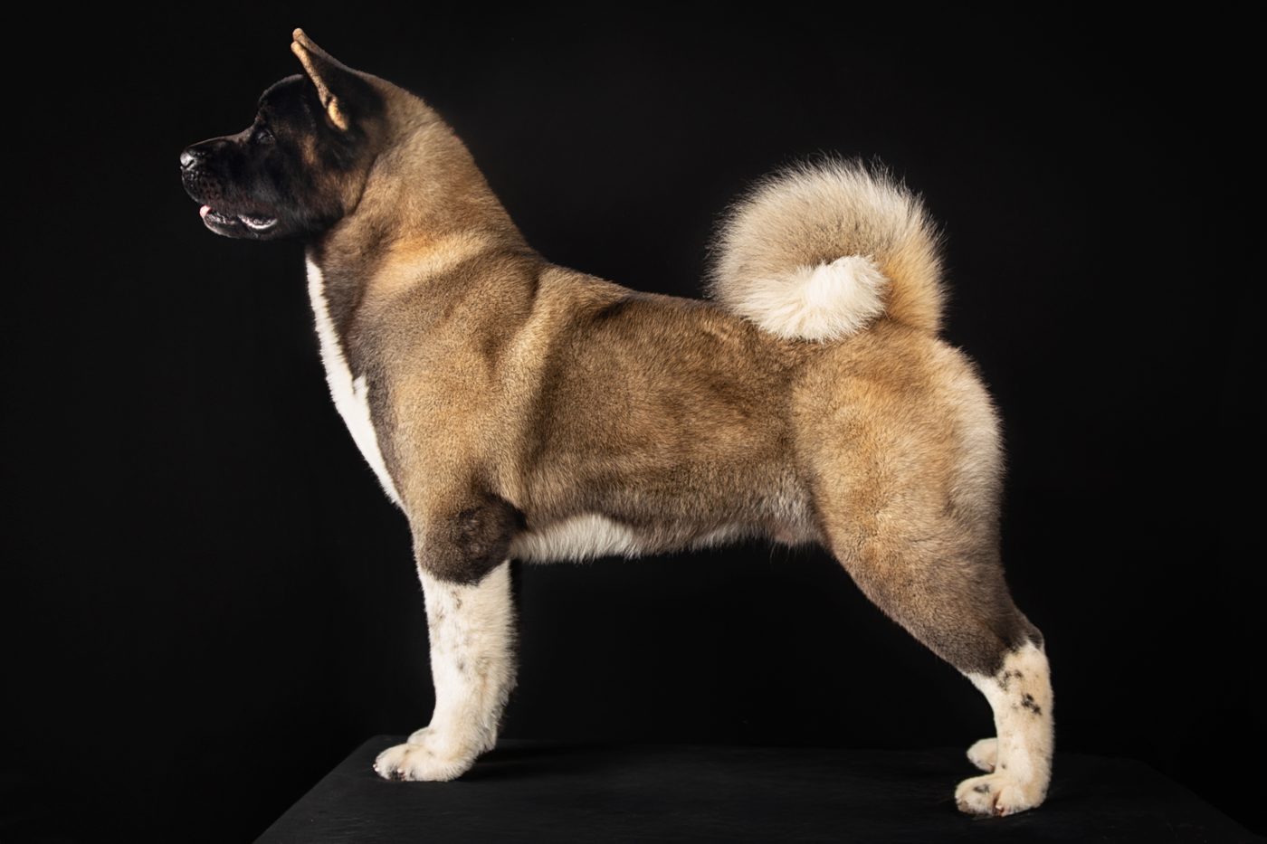 Dreamberry Up to You — Gosha — American Akita male, side profile