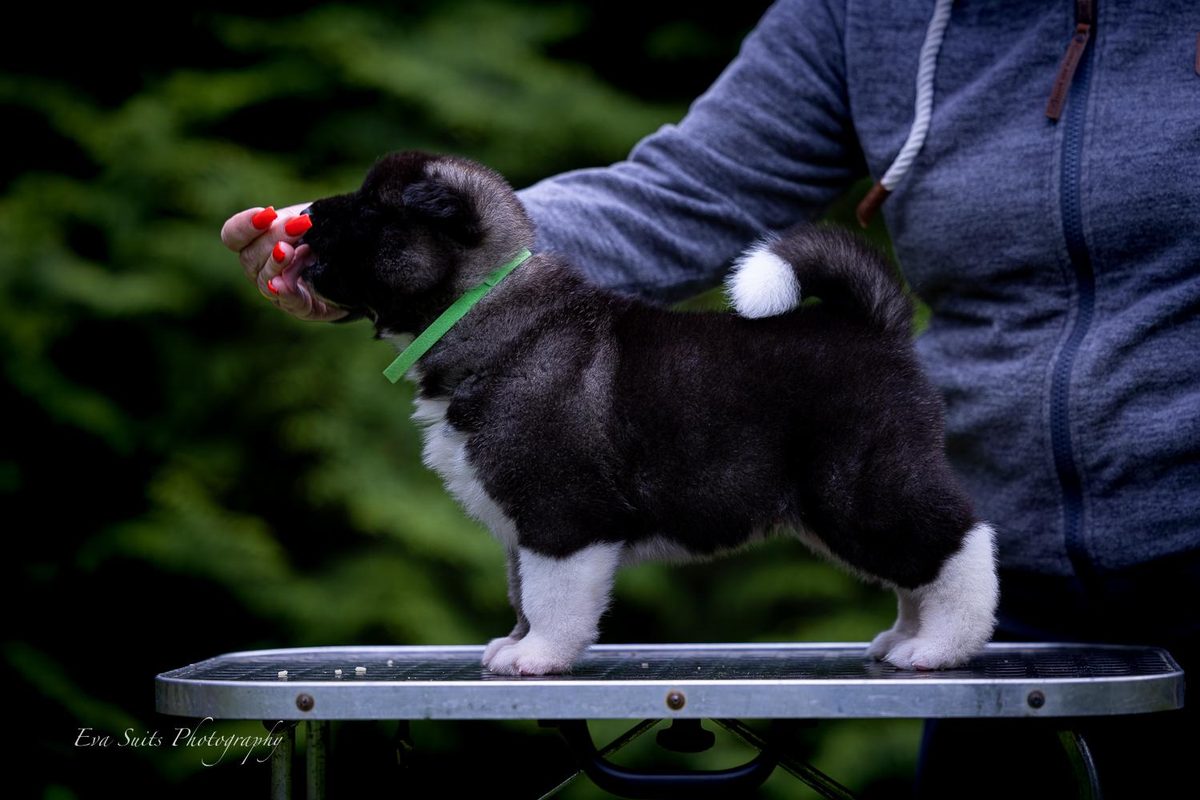 Dreamberry Up to You as a puppy
