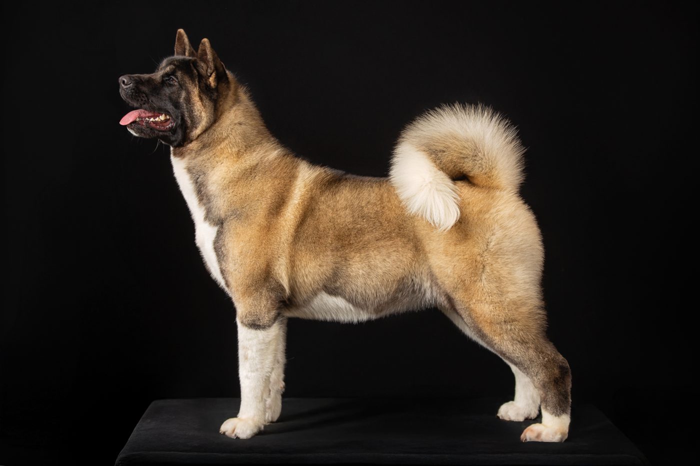 Dreamberry Valencia (Valya) — American Akita female, side profile